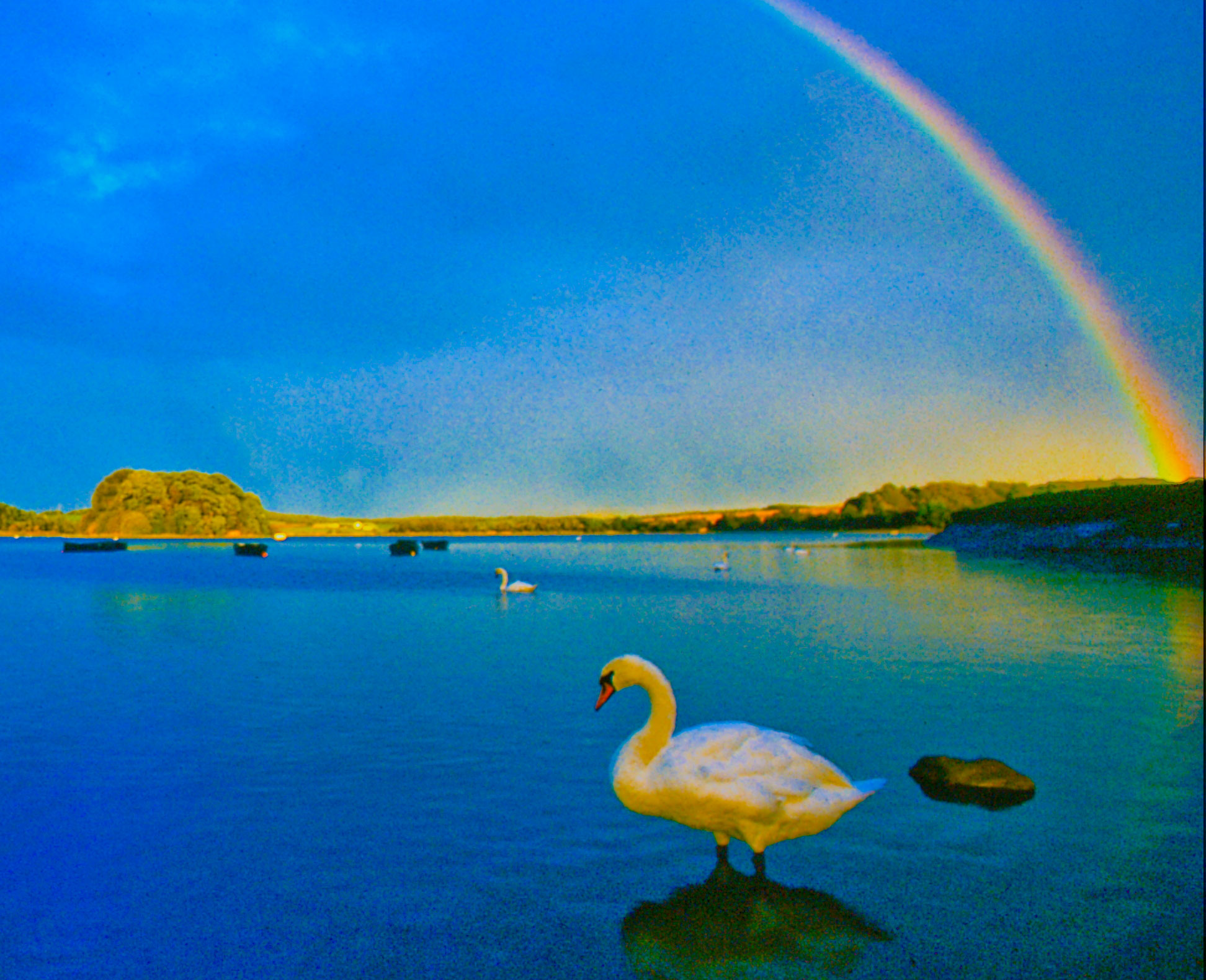 rainbow and goose